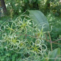 Clematis zeylanica (L.) Poir.